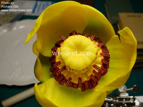 waterlily, yellow